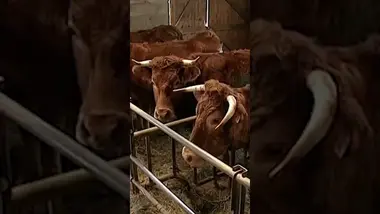 🐄 Défenseurs des animaux vs agriculteur 🐄- Extrait "Néness fait du foin" #humour #shorts #décalé