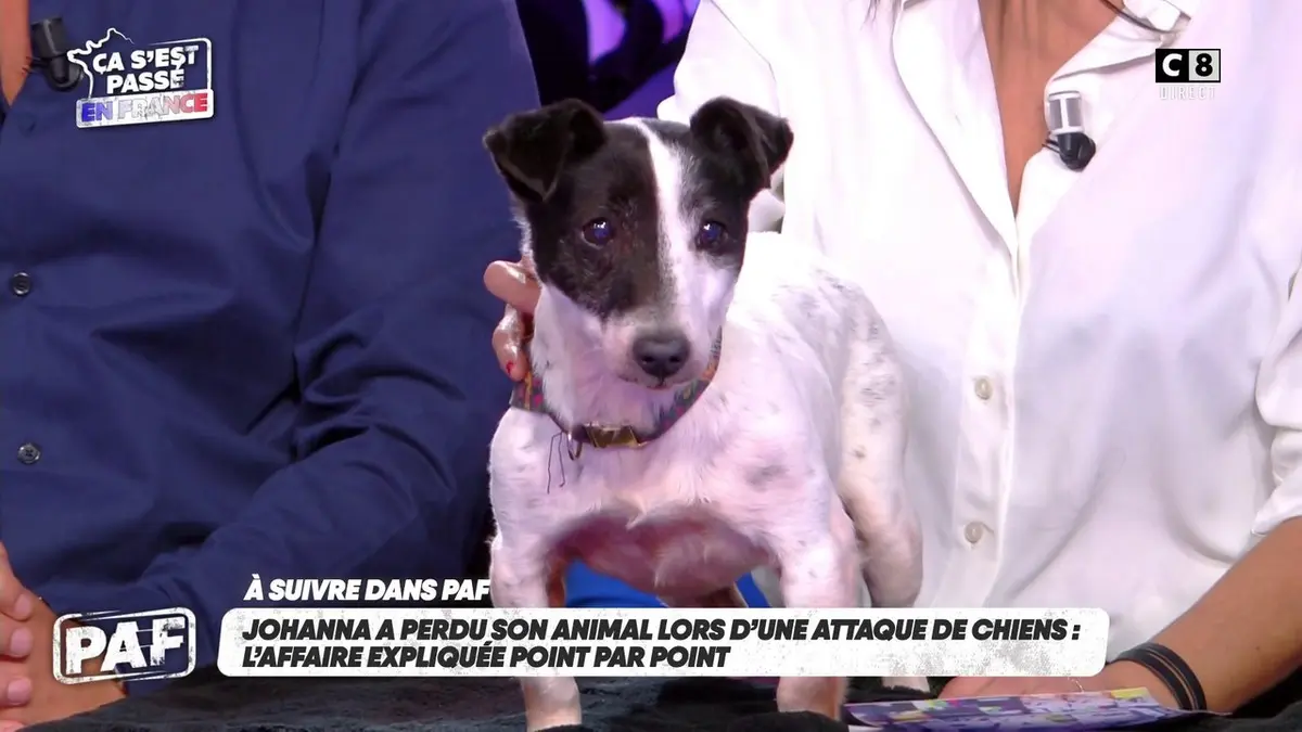 replay de Depuis le 1er janvier, il est interdit de vendre des chiens et des chats dans les animaleries !