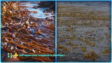 Des algues pour remplacer le plastique