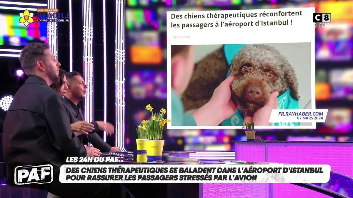 replay de Des chiens se baladent dans l'aéroport d'Istanbul pour rassurer les passagers stressés dans l'avion