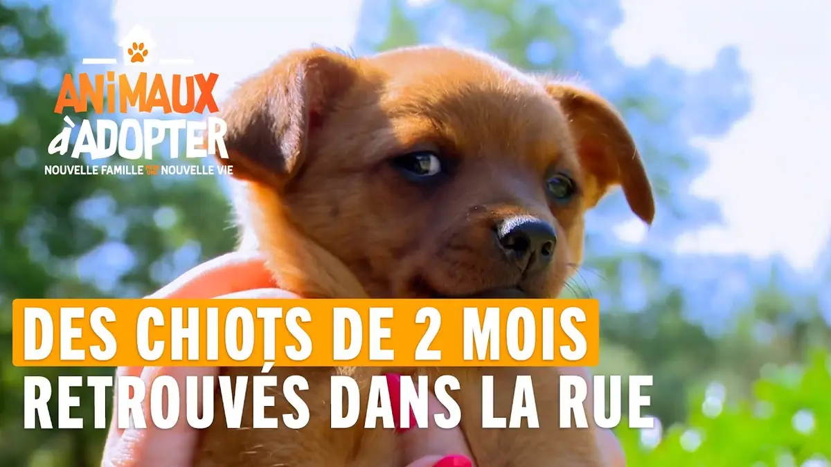 replay de Des chiots de 2 mois abandonnés dans la rue - Animaux À Adopter