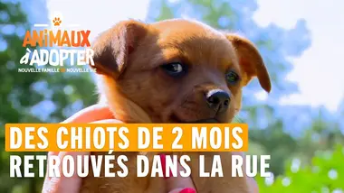Des chiots de 2 mois abandonnés dans la rue - Animaux À Adopter