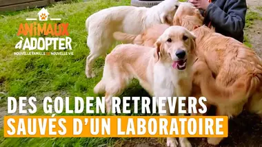 Des Goldens Retrievers sauvés d'un laboratoire - Animaux À Adopter