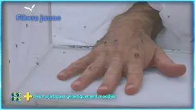 Des moustiques génétiquement modifiés