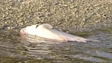 Des rivières asphyxiées