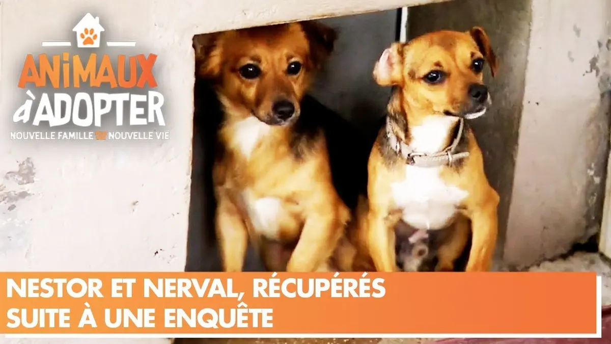 replay de Deux chiens récupérés par la SPA Animaux à Adopter