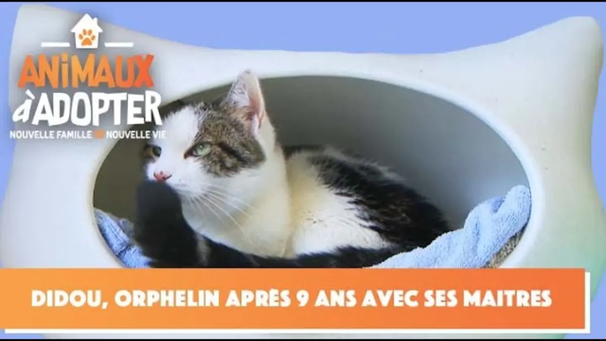 replay de Didou, orphelin après 9 ans avec ses maîtres - Animaux à Adopter