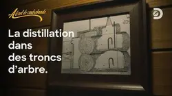 Distillation in tree trunks | Alcool de contrebande