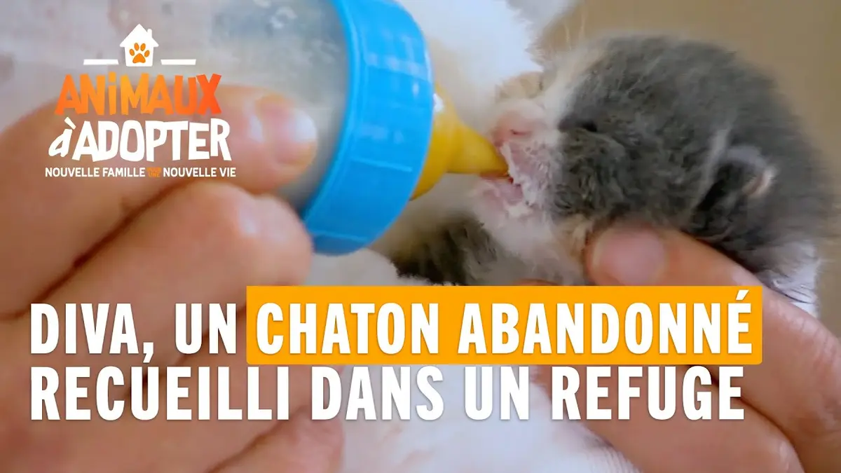 replay de Diva, un chaton de quelques jours abandonné dans un jardin - Animaux à Adopter