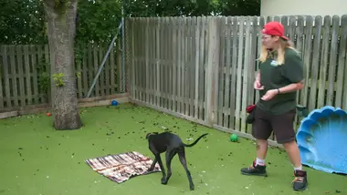 Dog house : un chien pour la vie : S2 E5 - Deux pour le prix d’un