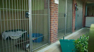 Dog house : un chien pour la vie : S2 E9 - C’est le destin