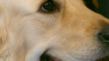 Dog house : un chien pour la vie : S4 E1 - Redonner le sourire