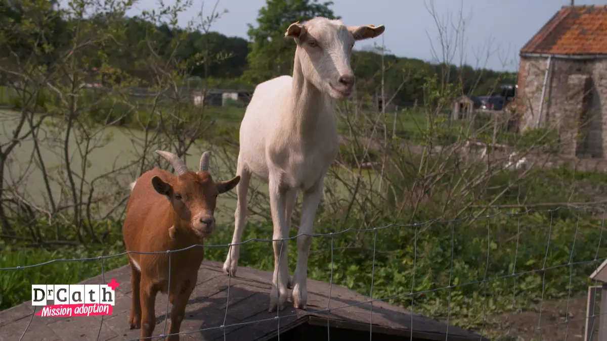 replay de Dr Cath - Mission adoption : S3 E1