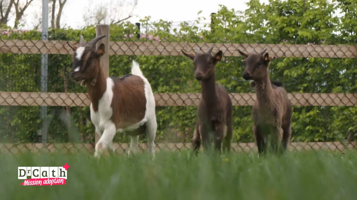 replay de Dr Cath - Mission adoption : S4 E1