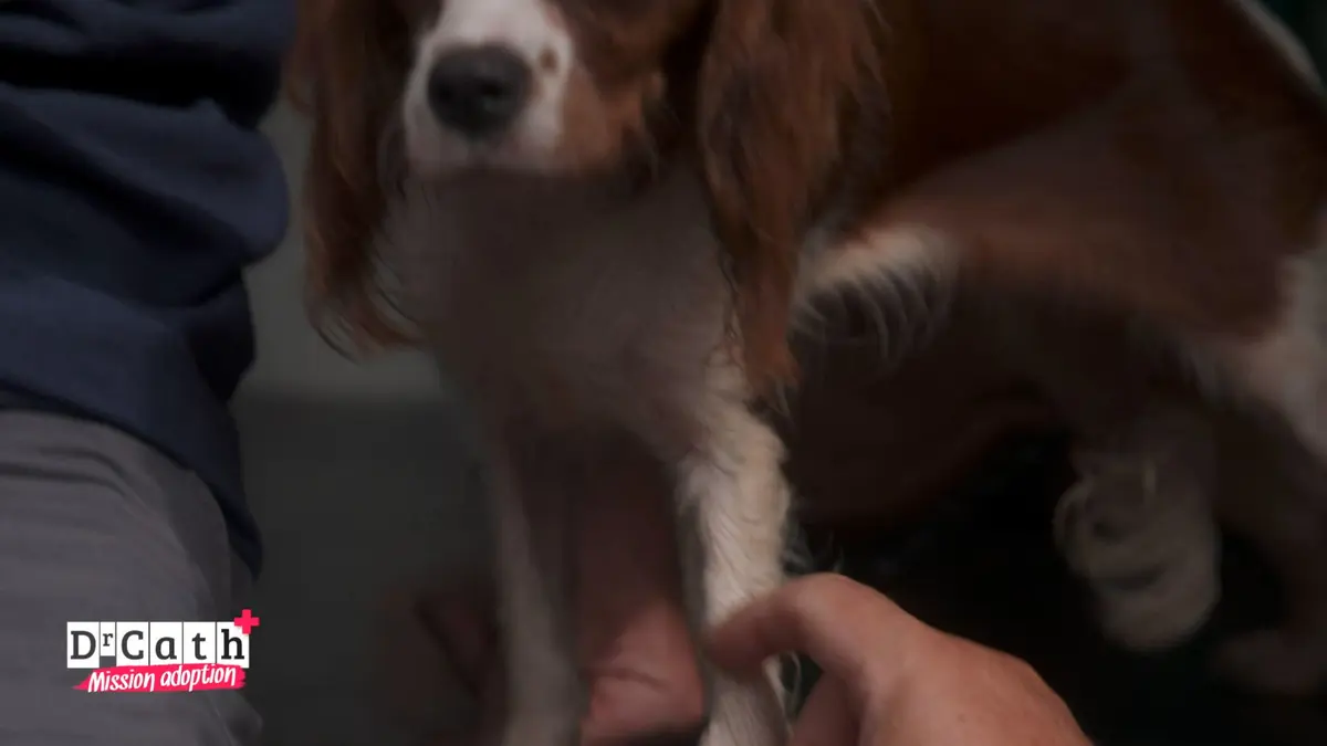 replay de Dr Cath - Mission adoption : S4 E8