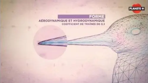 replay de Du martin-pêcheur au Shinkansen