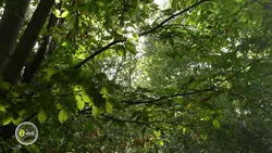 e=m6 : Arbres, mousses, champignons : apprenez à décrypter les secrets de nos forêts !