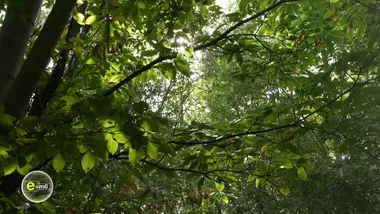 e=m6 : Arbres, mousses, champignons : apprenez à décrypter les secrets de nos forêts !