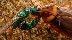 Ecole de Karaté pour Crevettes