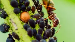 Éleveurs de Pucerons