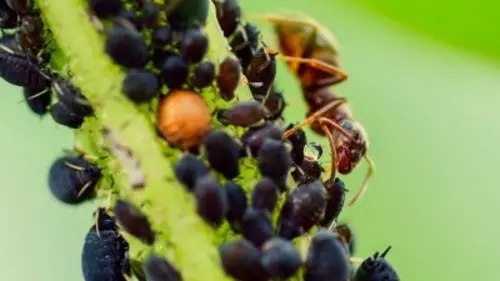 Drôle de nature Eleveurs de Pucerons