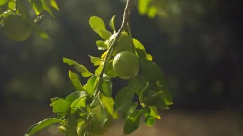 Invitation au voyage