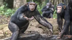 En route pour la vie sauvage