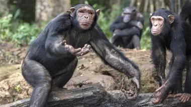 En route pour la vie sauvage