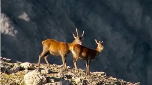 replay de Engadine : la beauté sauvage des Grisons