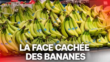 ENQUÊTE : La réalité sombre derrière le SUCCÈS de la BANANE - Tout Compte Fait