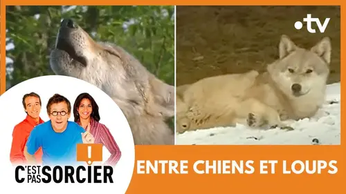 replay de ENTRE CHIENS ET LOUPS - C'est pas sorcier [Intégrale]