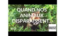 Envoyé spécial. Quand nos animaux disparaissent... - 14 février 2019 (France 2)