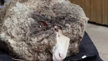Et les animaux dans tout ça ?