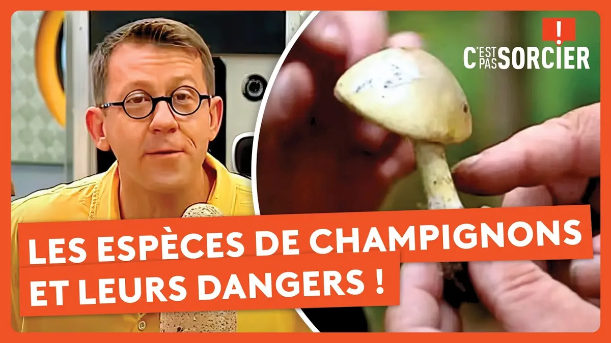 replay de Éviter de manger un champignon empoisonné ? - C'est pas sorcier