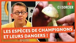Éviter de manger un champignon empoisonné ? - C'est pas sorcier