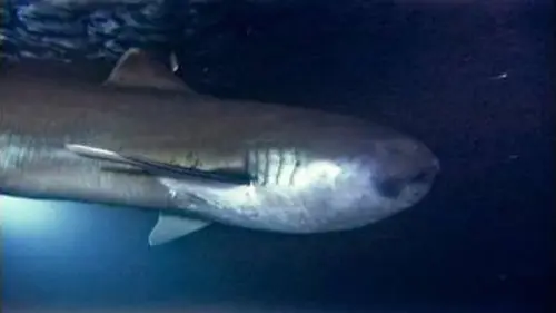 replay de Fantômes des grands fonds - Requins des profondeurs
