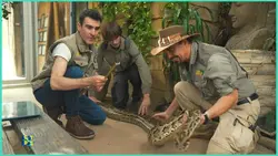 Fascinants ces serpents