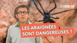 Faut-il avoir peur des araignées ? - C'est pas sorcier