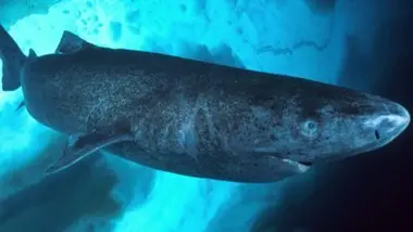 Faut-il avoir peur des requins ?