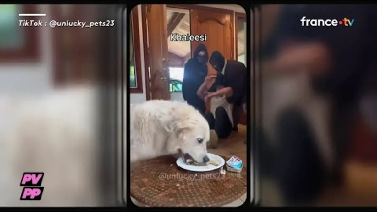 replay de Faux kidnappings : un mal de chien ? - C à Vous
