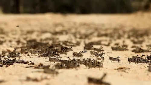 Drôle de nature Fête de criquets