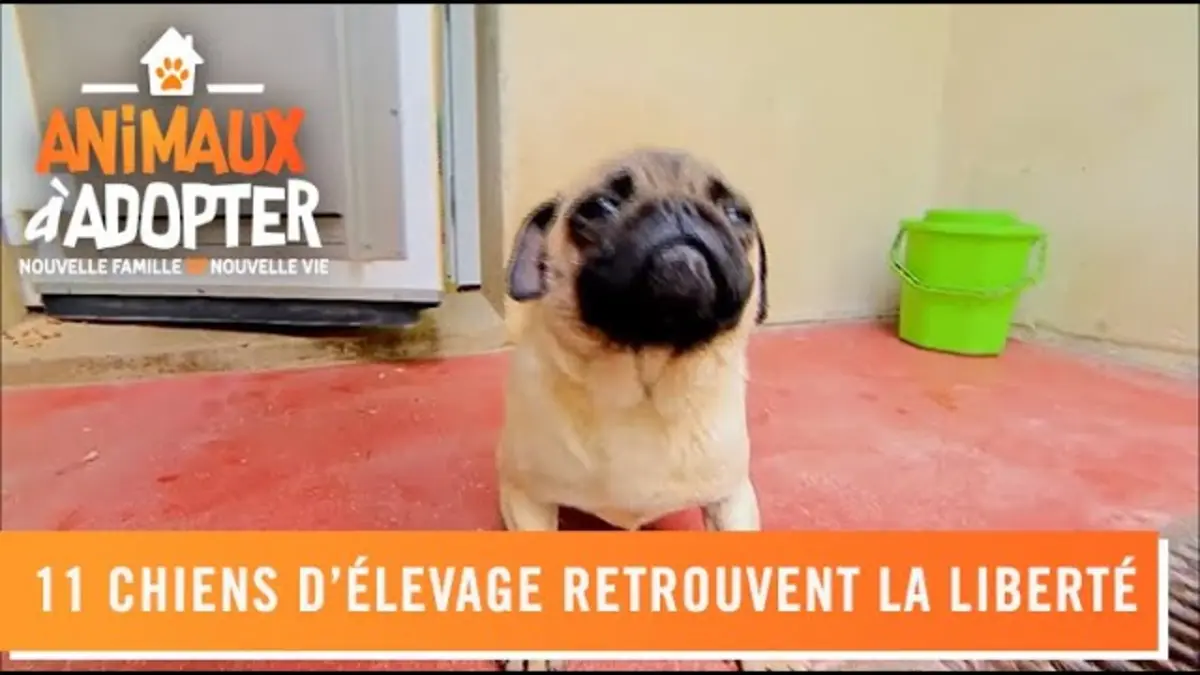 replay de Fini la vie en élevage ! Ces chiens retrouvent leur liberté en refuge - Animaux à adopter