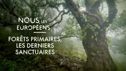 Forêts primaires, les derniers sanctuaires