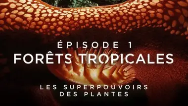 Forêts tropicales