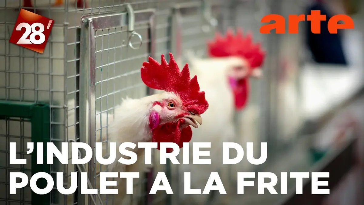 Frit, rôti ou en nuggets : sommes-nous entrés…