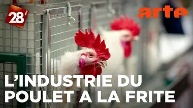 Frit, rôti ou en nuggets : sommes-nous entrés dans la civilisation du poulet ? | 28 minutes | ARTE
