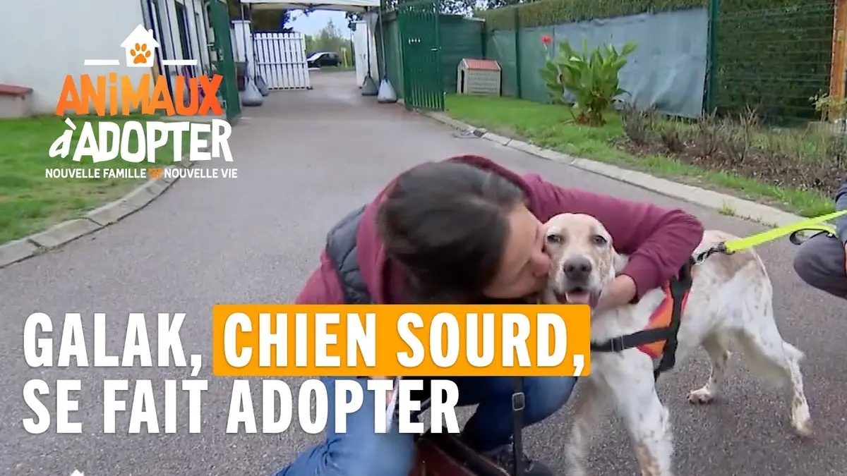replay de Galak, chien sourd, se fait adopter