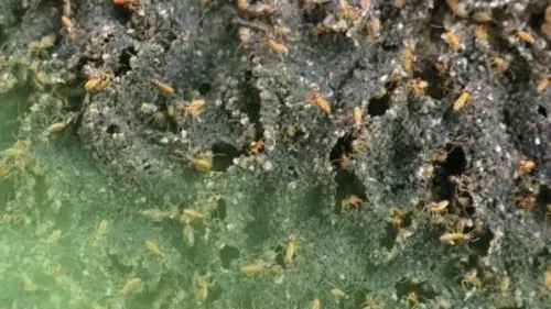 Drôle de nature Gaz de termites