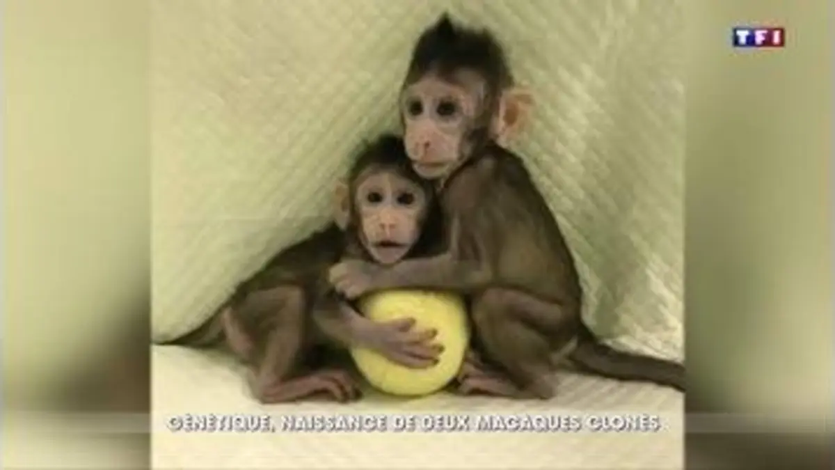 replay de Génétique : la Chine annonce la naissance de deux premiers singes clonés
