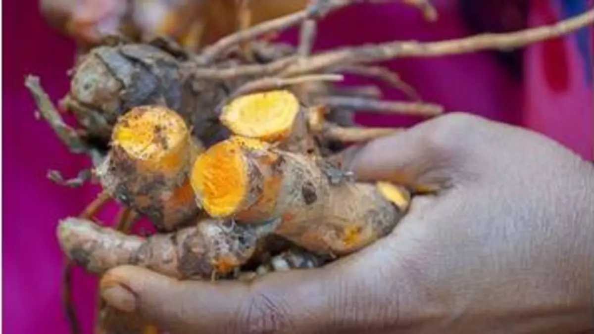 replay de GEO Reportage - Curcuma, une épice en or